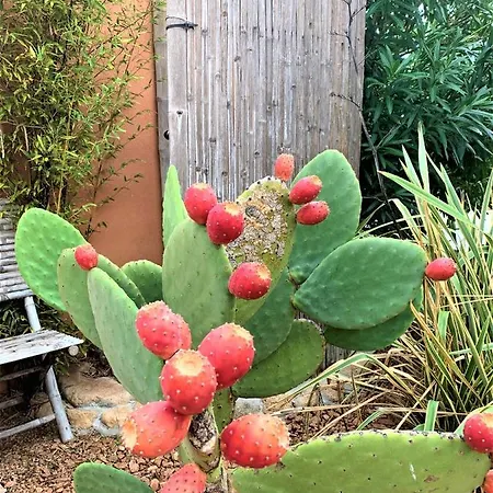 Maison Vecchio - Lecci *