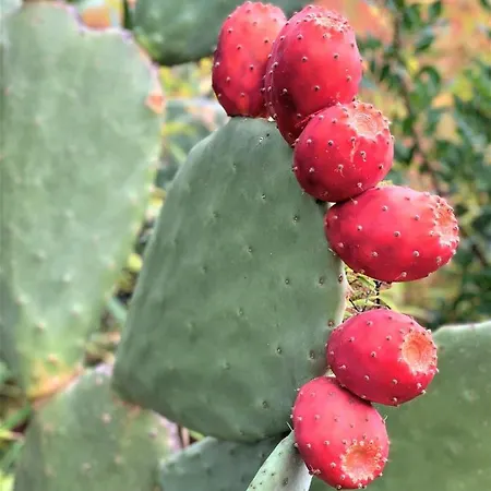 Casa vacanze Maison Vecchio - Lecci Porto Vecchio