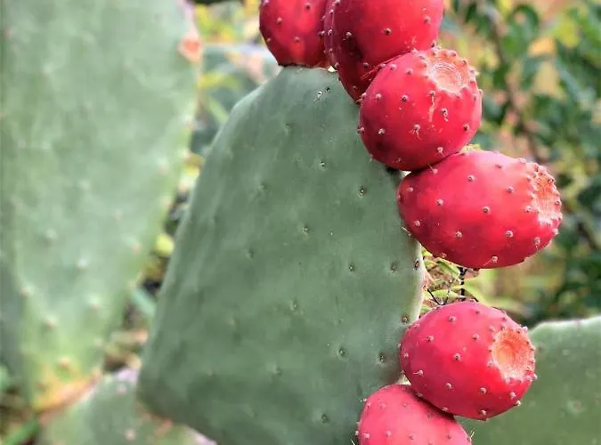 Holiday home Maison Vecchio - Lecci Porto-Vecchio (Corsica)